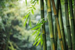 「隣家の笹」が塀の下から“わが家の敷地”へ…抜くのも限界で「業者に5万円」で根絶やし依頼を検討中。隣人は「自然だから仕方ない」と言いますが、処分費用は請求できますか? 法的ハードルとは