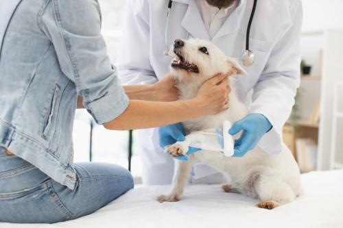 愛犬を乗せていた車で事故に遭い、動物病院で治療を受けました。ペットの治療費も「自動車保険」で補償されるのでしょうか？