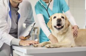 愛犬の治療費が「1万円」かかりました。「70％補償」のペット保険なのに、思ったより保険金が少ない…。契約にある「免責金額3000円」とは何ですか？