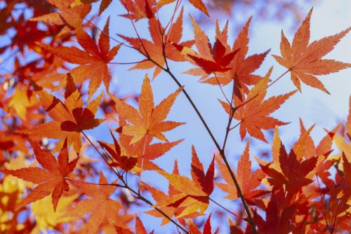 【10月が見頃】東京から日帰りの日光紅葉旅!おすすめ5選と予算目安