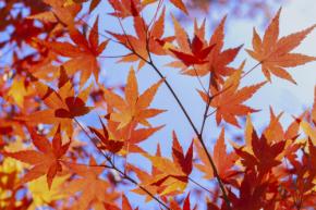 【10月が見頃】東京から日帰りの日光紅葉旅!おすすめ5選と予算目安