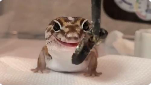 目がキラキラ ヤモリのお食事動画に萌える人続出 表情豊か 尻尾も