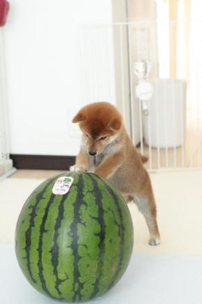 柴犬の子犬がスイカに興味津々「サーカスみたいですね」
