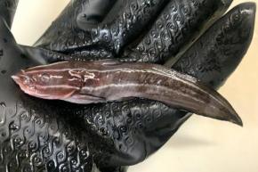 「刺されると死ぬほど痛い」と評判の毒魚・ゴンズイは本当にそんなに痛いの？ 実際に刺されて確かめてみた