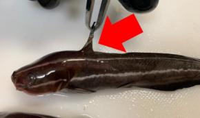 ウナギがなければゴンズイを食べればいいじゃない! 刺されると死ぬほど痛い毒魚・ゴンズイを刺されながら食べてみた結果→衝撃的に旨い料理方法はコレ