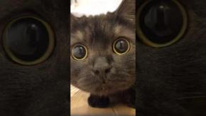 黒猫のちょっとした「癒し」をお届けする『ドアップ黒猫(あおみね&さつき)』を紹介! チャンネルウォッチ 9/18号