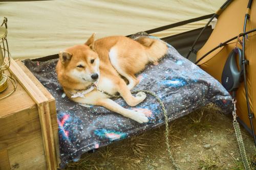 柴犬とコット