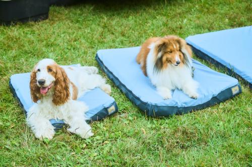 HESTのマットレスと２匹の犬