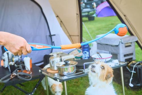 犬用おもちゃ