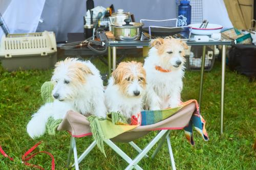 スノーピークのドッグコットと３匹の犬