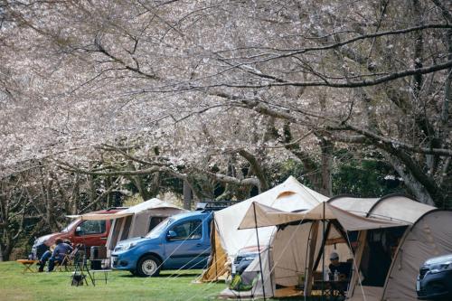 カングーイベント桜