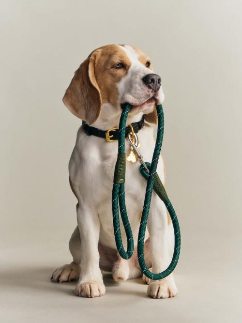 Kith for wagwear コレクション