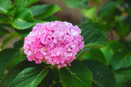 紫陽花の花<br /> 