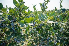 シルバーバレーファーム 北米ブルーベリー生産最大手もイチ推し 高ポリフェノール ビタミンB 体脂肪燃焼 糖質代謝に◎なメニューでダイエットや女性ホルモン低下対策へ♪