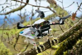 鳥のように枝に止まれるロボット開発 米スタンフォード大