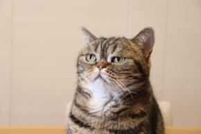 猫の病気リスクを知っていても84.9%の人が愛猫の病気発症を見分けられないという結果に。トレッタが「猫の疾患に関するインターネット調査」を実施