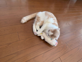 ​​消耗品から、愛猫との絆を深める宝物へ。「ねこいちゃ」が目指す、みんなが幸せになれるペットビジネスのカタチ​