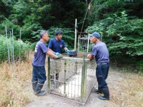 イノシシが狙った特産のスイカ　対策部隊への同行で見えた神経戦