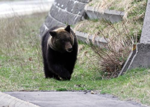 北海道平取町で「ヒグマ注意報」 ベランダにクマの足跡?発見