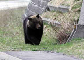 北海道平取町で「ヒグマ注意報」 ベランダにクマの足跡?発見