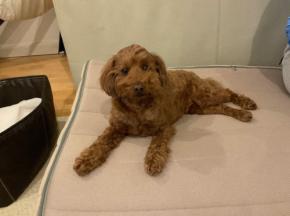 動物病院の火災で愛犬死ぬ　飼い主が300万円の賠償求め提訴　東京