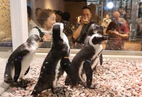 ビールレストランにペンギン!?　日本初　名前は…「ホッピー」