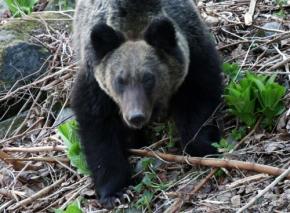 ヒグマに襲われ行方不明の男性、財布見つかる　北海道・羅臼岳