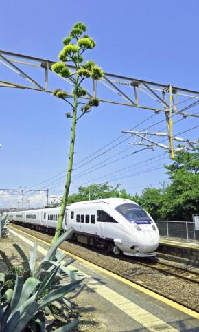 数十年に1度咲く?　リュウゼツラン、駅ホームで黄金色に輝く　福岡