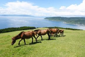 宮崎のイチオシ風景　野生の在来馬「御崎馬」　106頭が暮らす都井岬