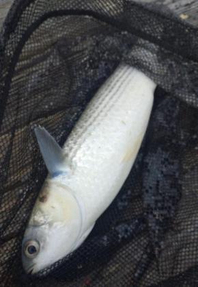 「とどのつまり、ボラはうまい」 「ウチノ海」の出世魚、記者が舌鼓