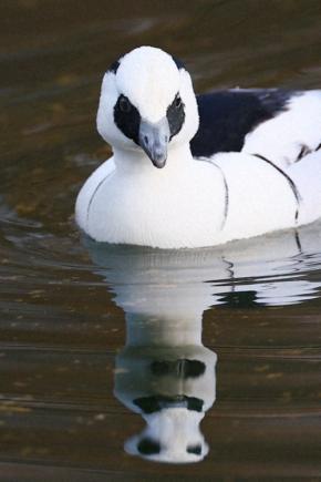 パンダかも？　目元は黒く体は白い渡り鳥、ミコアイサが大阪城に飛来