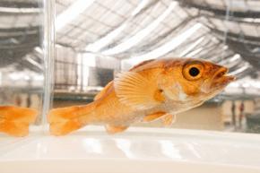 ＜1分で解説＞マグロの次は「近大ノドグロ」　初の完全養殖に成功