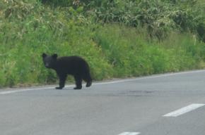 クマ出没で運動不足や精神的負担?　秋田大、住民の心身影響を調査へ