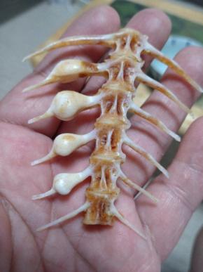 四国のマダイにみられる奇妙な骨の変形　鳴門鯛のおいしさの秘訣？