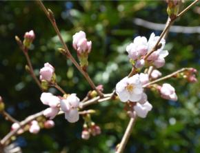 岐阜と高知、全国最速で桜が開花 高知は3年連続