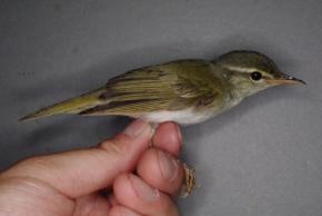 トカラ列島で鳥類の新種　国内ではヤンバルクイナ以来45年ぶり