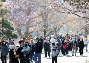 咲き始めた桜　皇居・乾通りの一般公開が始まる　29日まで