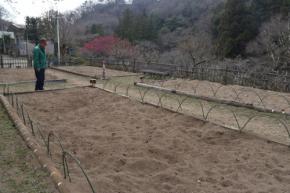 1万球が壊滅状態…春恒例チューリップまつり、シカ食害で危機?