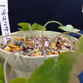 熊本で発見された雪割草の新種　世界で初めて展示　神奈川・箱根