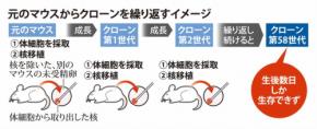 マウスのクローン複製に限界 自然交配が哺乳類の子孫作りの鍵か