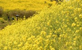 菜の花満開、黄色い丘 元は耕作放棄地、今は名所に 愛媛・伊予