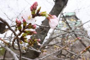 大阪で桜が開花　平年よりも1日早く　1週間ほどで満開に