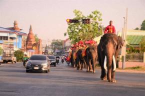 <QAで解説>道路にゾウ、農作業は水牛 燃料不足のタイに異変