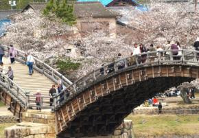 桜の名所・錦帯橋で満開宣言 平年より3日早く 山口・岩国