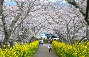 千葉・館山の「桜のトンネル」が見ごろ 夜間ライトアップも
