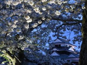 薄紅色の花びら、光に照らされ 松山城で夜桜ライトアップ