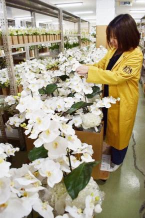 まるで本物 胡蝶蘭に命吹き込み40年 “名張発”アートフラワー