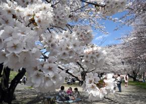 山形、平年より12日早く桜満開 名所に花見客続々 秋田も開花