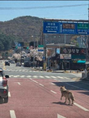 記者のスマホにも「オオカミに注意を」 韓国の動物園で脱走