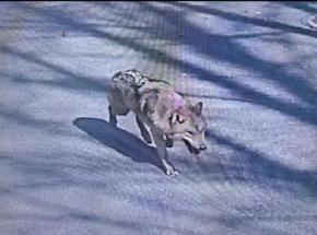 動物園から脱走のオオカミ見つからず 捜索にドローンも 韓国
